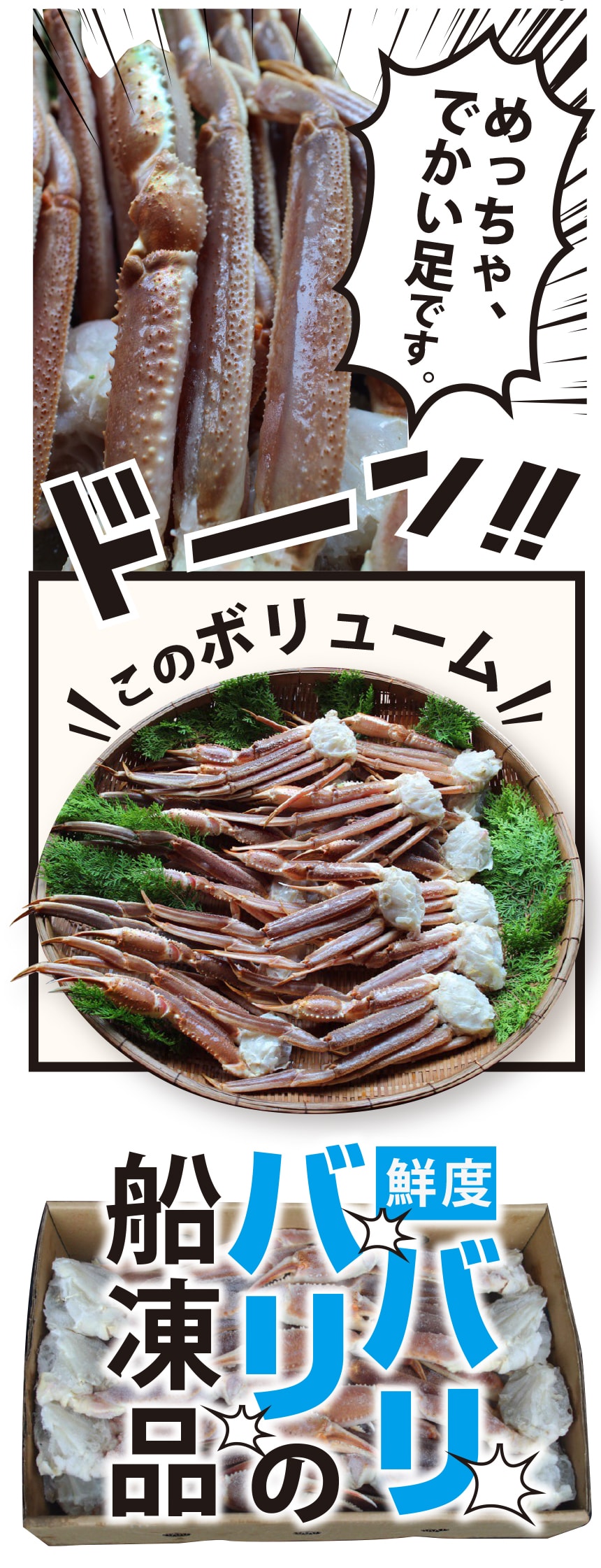 最高級 船凍品 生ずわいがに オピリオ種 4l 5kg 約10人前 かに ざこばの朝市 公式オンラインショップ