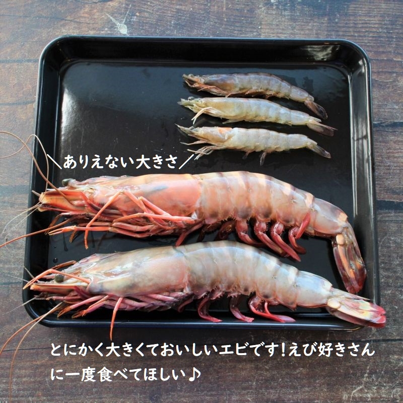 冷凍エビ 超 1 8kg えび えびフライ お歳暮 エビ エビフライ ギフト シータイガー バーベキュー ブラックタイガーの種 大きい海老 天然エビ 業務用 海老 海老チリ 海老フライ 海老天ぷら 特大 特大エビ 約尾 車エビ科 送料無料 今月限定 特別大特価 特大エビ