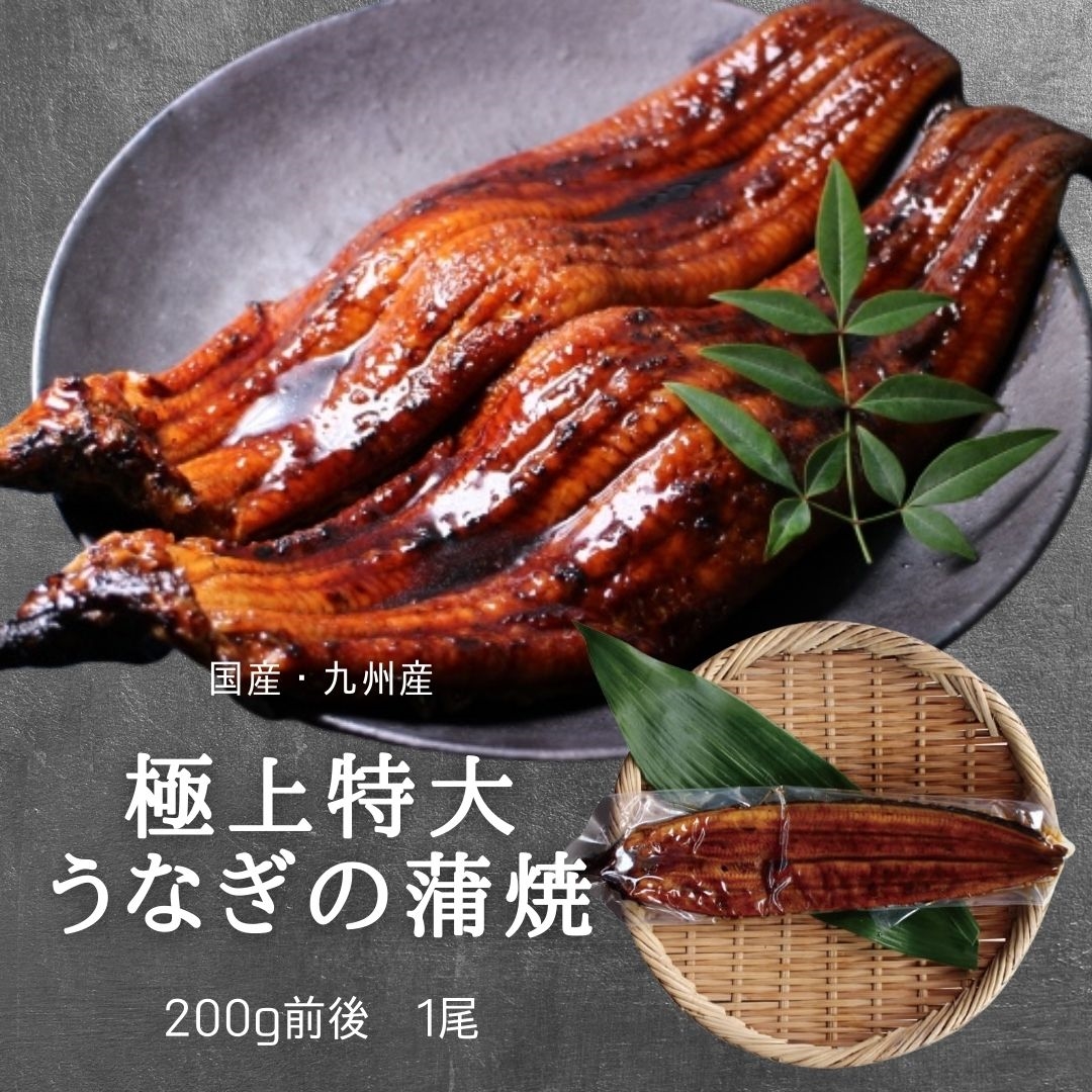 ざこばの朝市で旬の魚をお取り寄せ　特大うなぎ蒲焼(185g～215g）ｘ１本　高級　ベストお取り寄せ大賞　ざこばの朝市　ギフト　国産　贅沢　銅賞受賞　九州産　公式オンラインショップ｜鮭・数の子・うなぎ・旬の海鮮を通販で