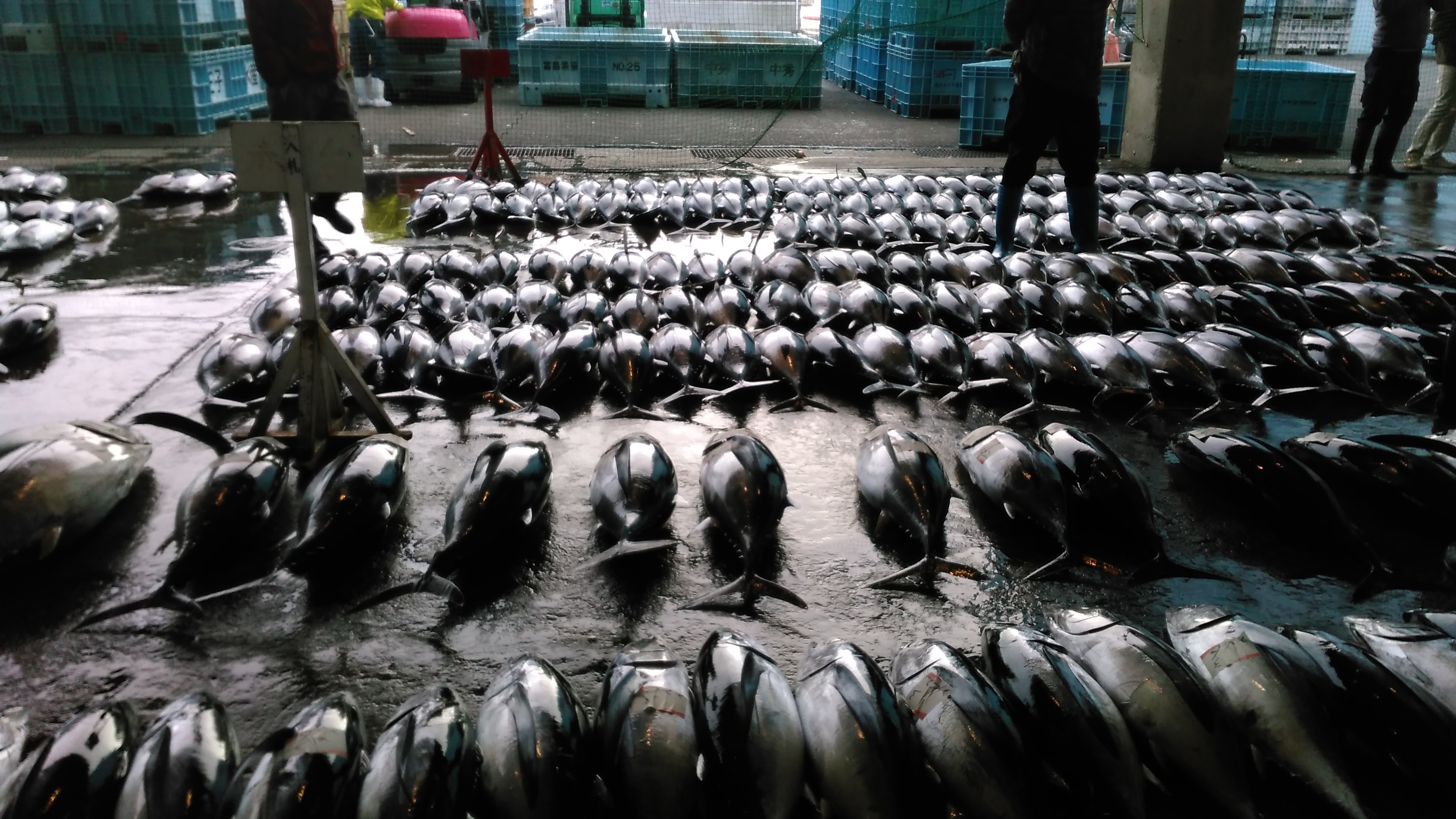 和歌山県産 天然 本まぐろ切り落としセット 中トロ240ｇ 赤身240ｇ 冷凍 訳あり マグロ 鮪 ざこばの朝市 公式オンラインショップ